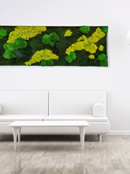 moss box lime xl scenario